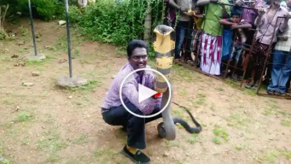 Shocking Video: Man Removes big tooth from the mouth of Cobra